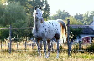équitation en gironde